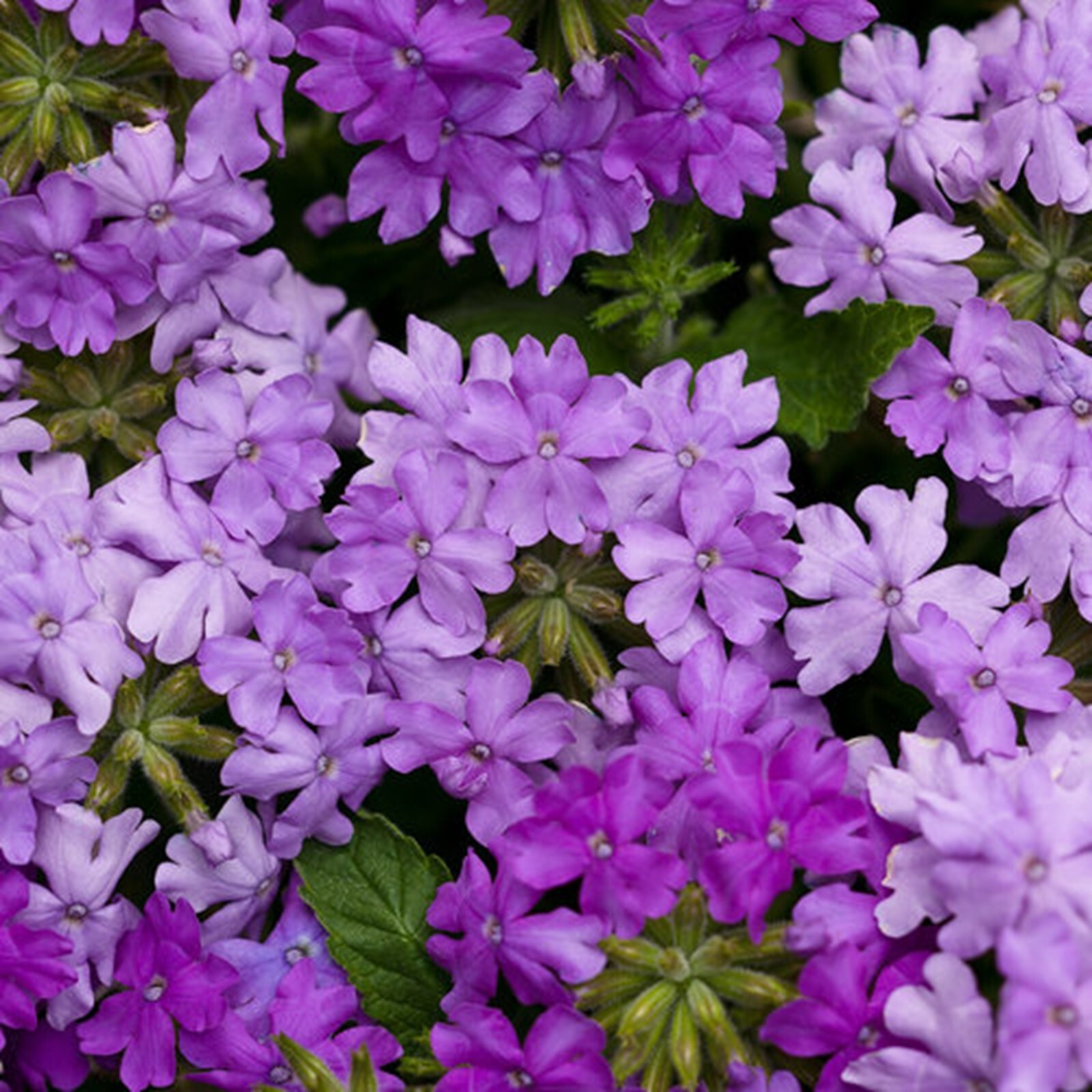 50 Lilac Verbena Seeds Groundcover Tender Perennial Bees Seed Flower