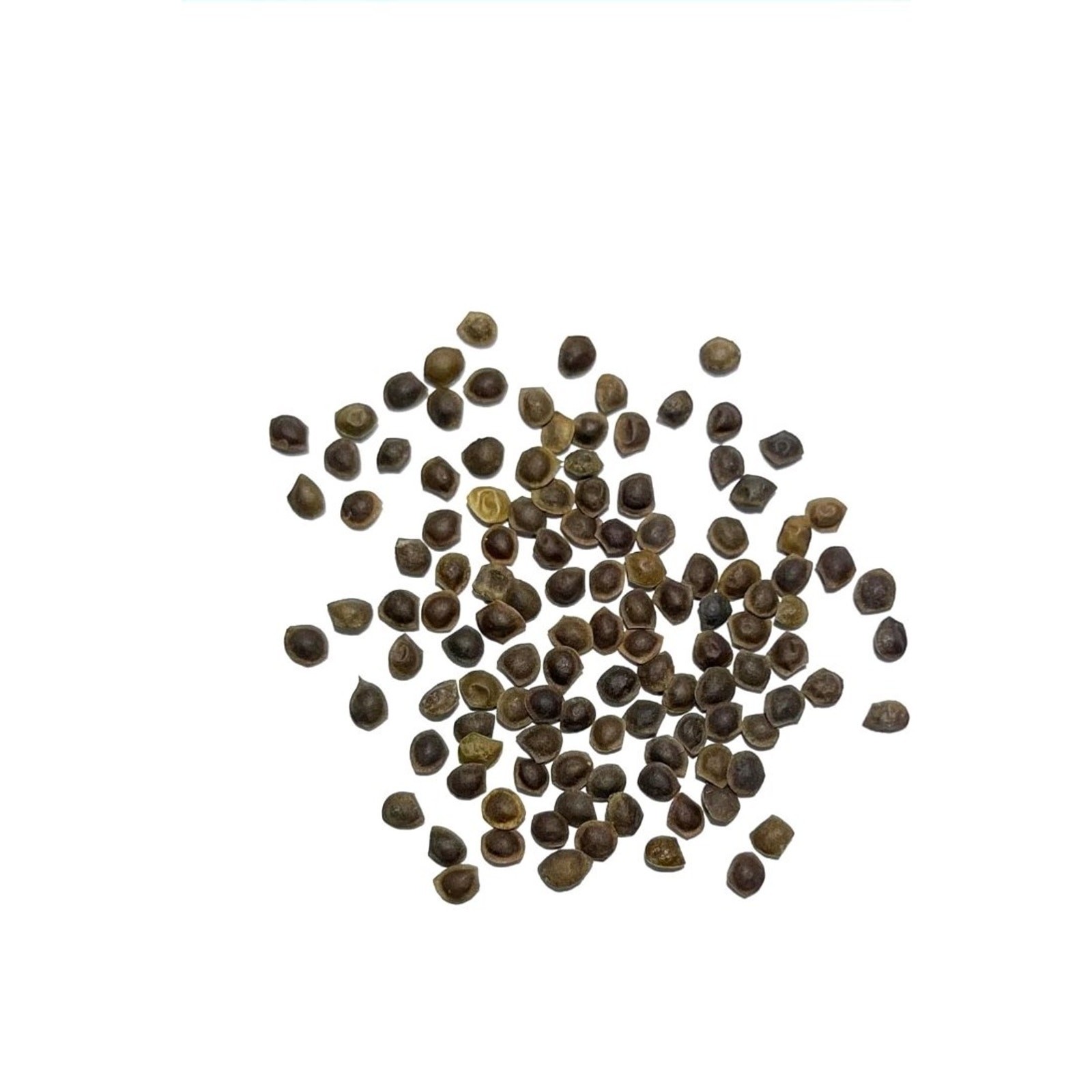 Seed Needs Sensitive Plant Seeds for Planting Mimosa pudica – Heirloom & Open…