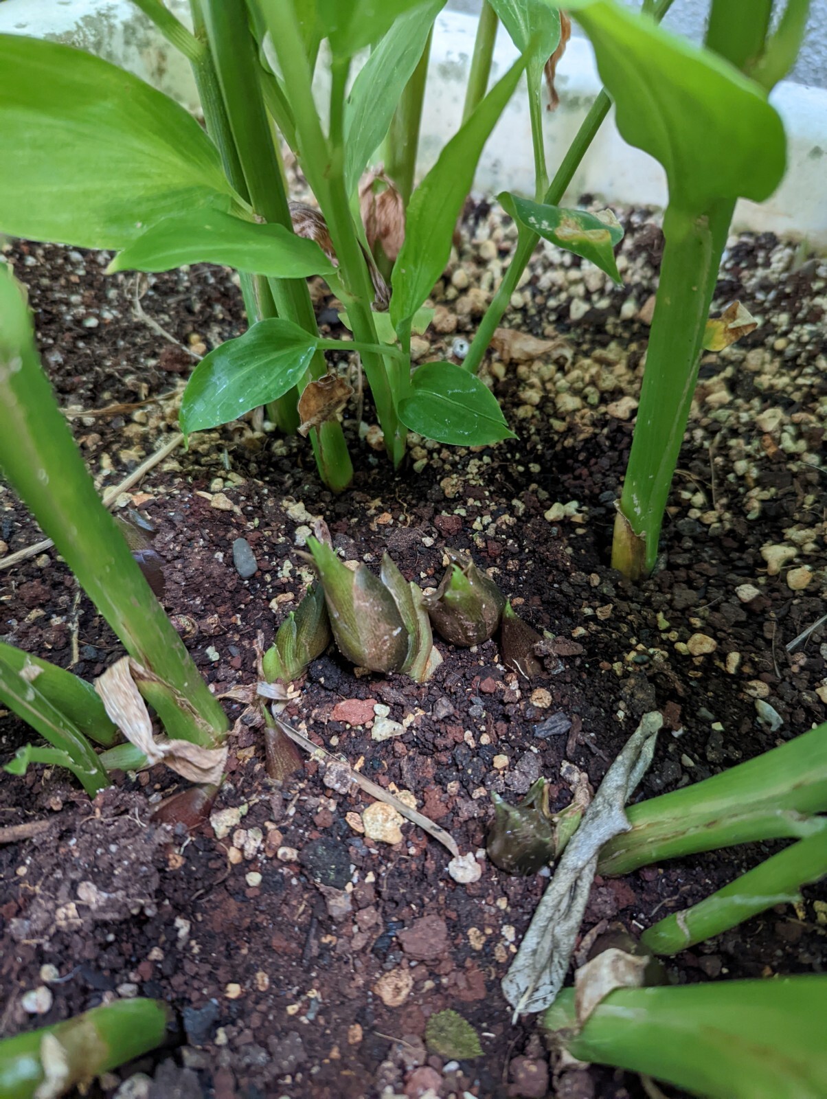Myoga Ginger Plants Live Roots