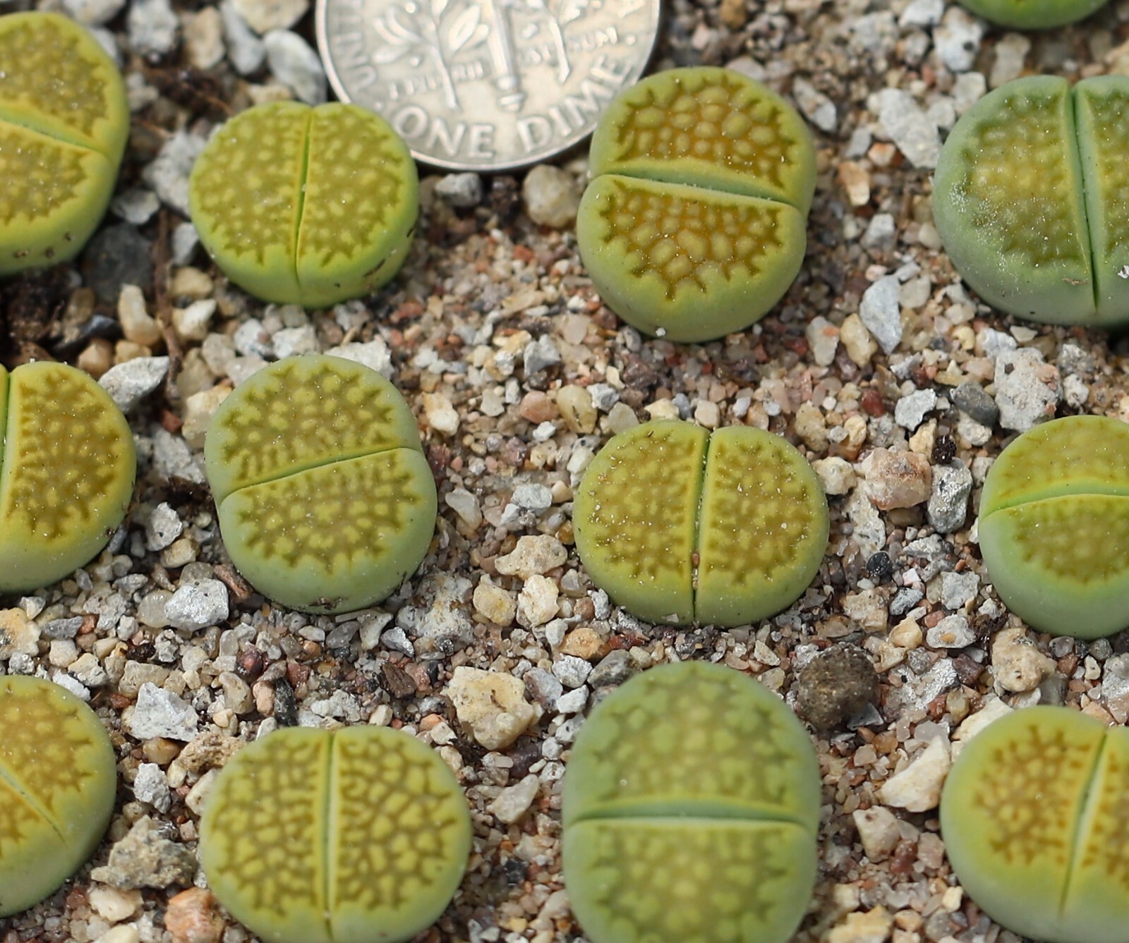 Plant -one- Lithops hallii ‘Green Soapstone’ C111A
