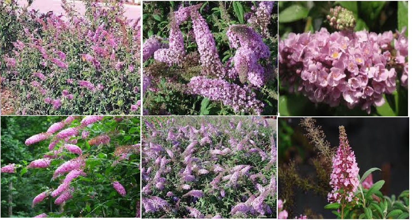 100 Seeds of Pink Delight Butterfly Bush Budhelia Shrub Flowering Tree USA Sell