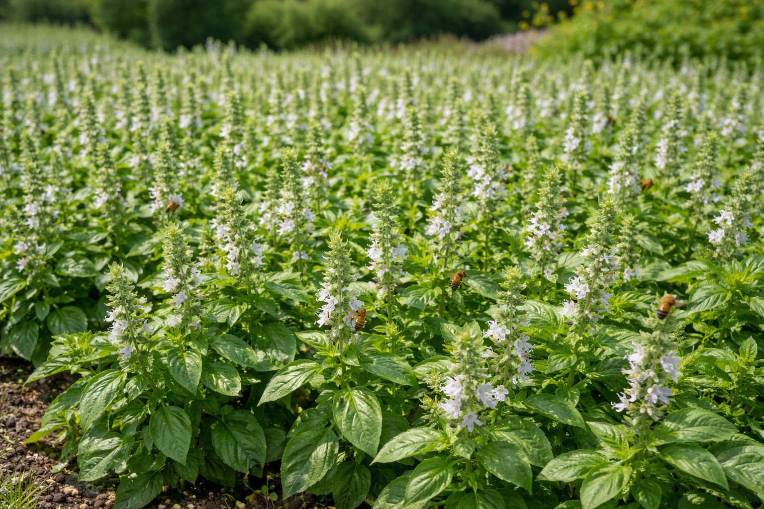 Landscaper’s Pack GENOVESE BASIL – Plant a Honey Bee Meadow Non-GMO 5000 Seeds!