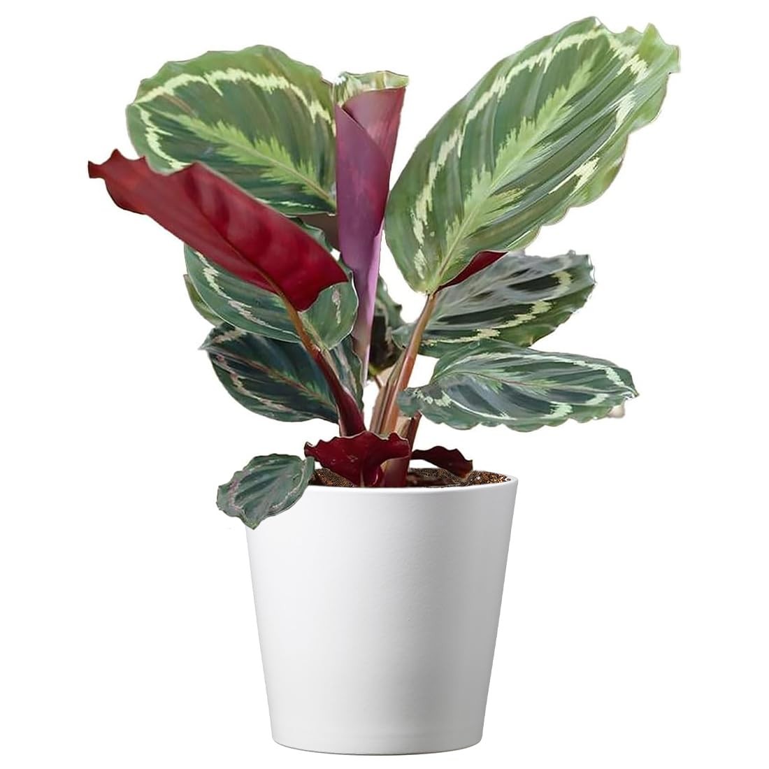 Calathea Medallion – 6-Inch Live Pet-Friendly Indoor Plant for Low-Light Spaces