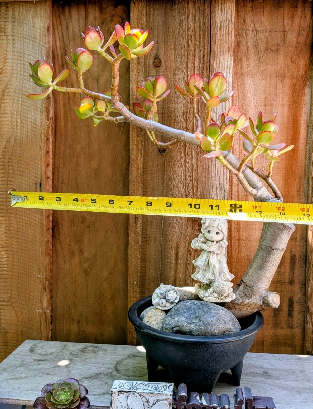 Jade Plant Thick Trunk Desktop Non Drilled Hole Bonsai @Door Pickup Zip Is 94538