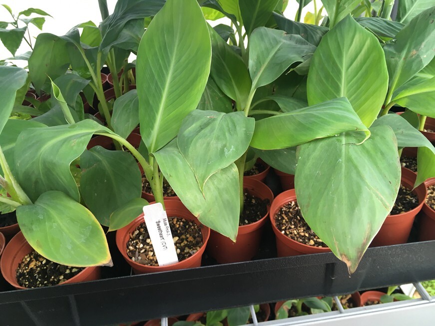 FHIA-03 “Sweetheart” Dwarf Banana Plant – RARE Dwarf Banana