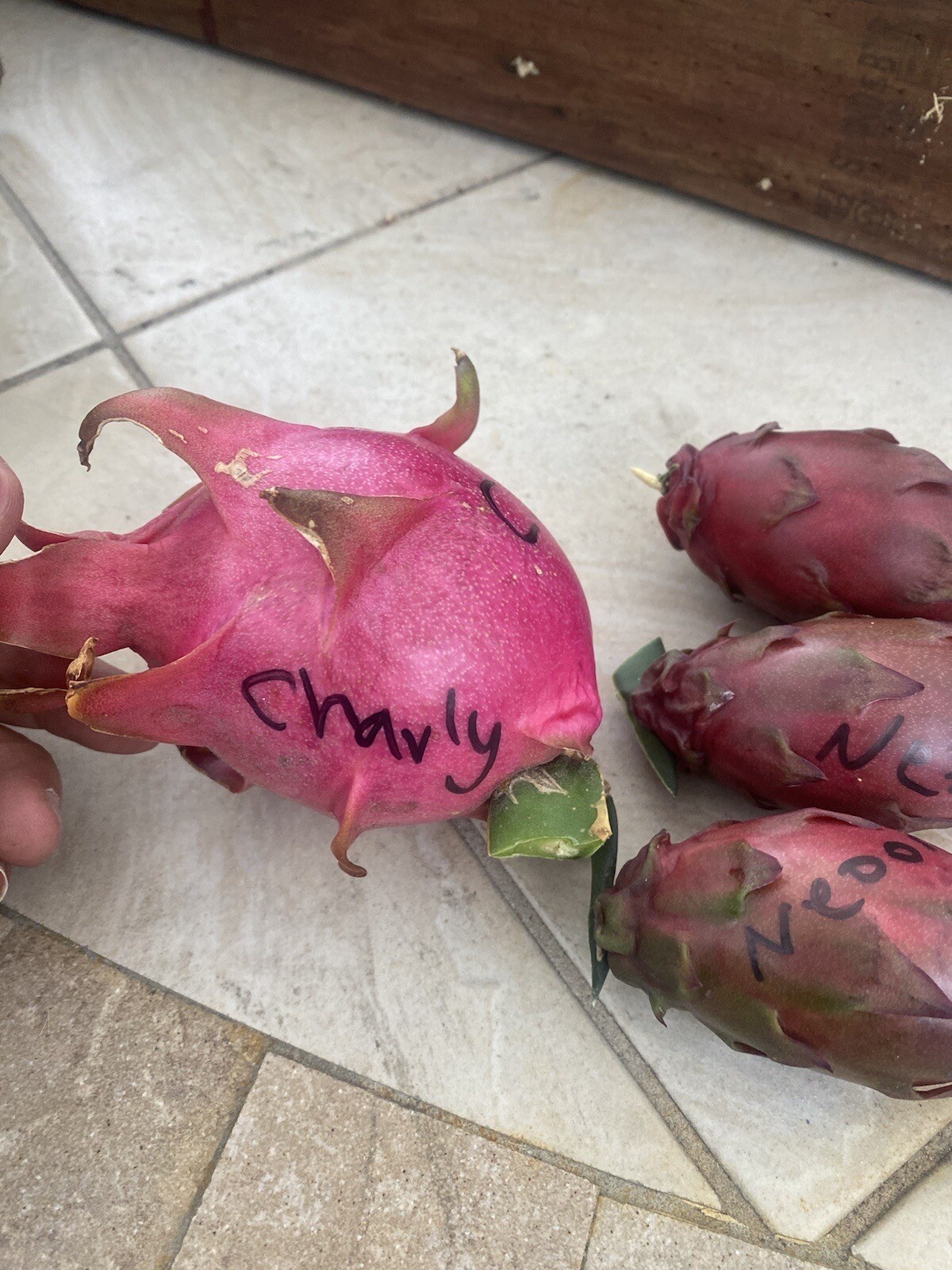 23 Dragon Fruit cuttings 8-12 inches long check The Description ￼ ￼