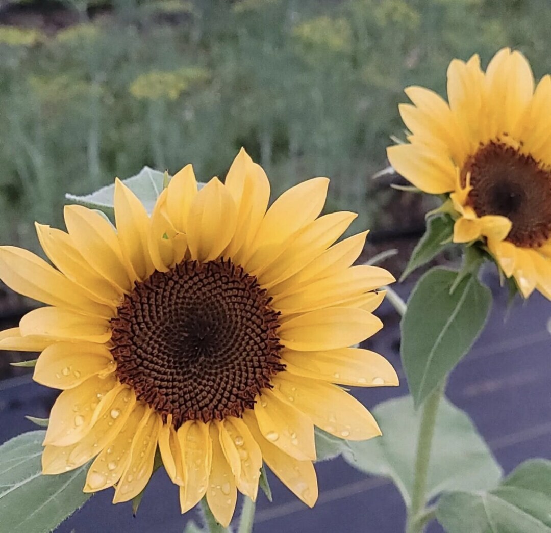 20 Peach ProCut Sunflower Seeds, Annual, NON GMO, A NEW & UNIQUE COLOR