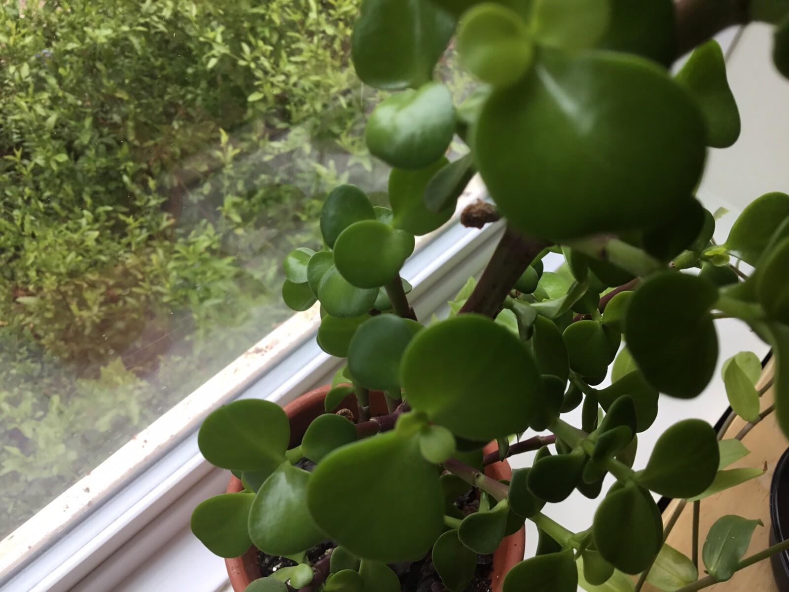 Christmas Tree Jade Cuttings…they even flower. 4 Cuttings