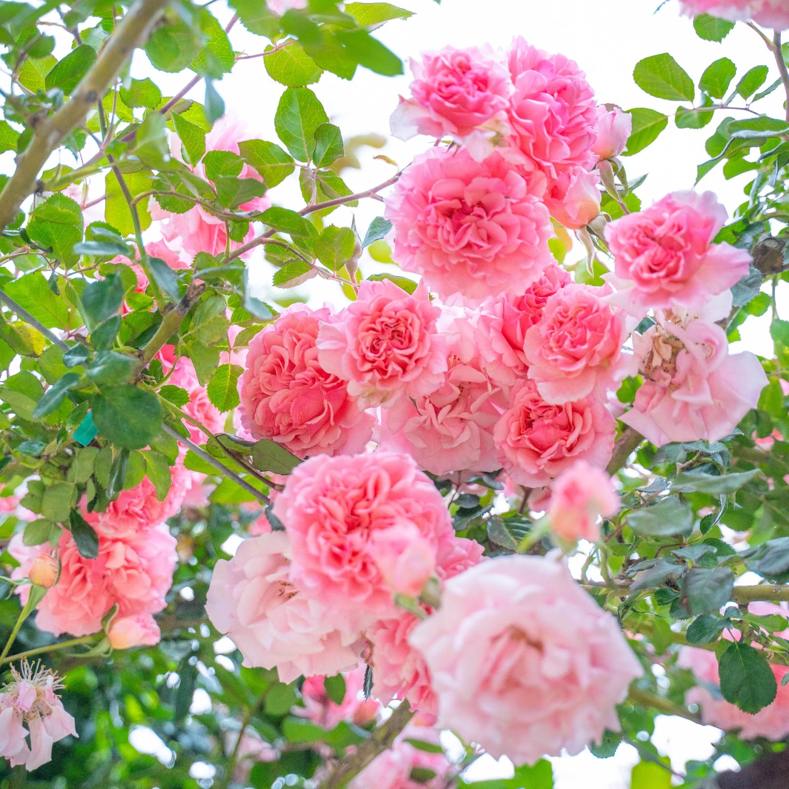 310+ Climbing Rose Bush Vine Seeds for Planting Outdoors-Perennial Cold Hardy…
