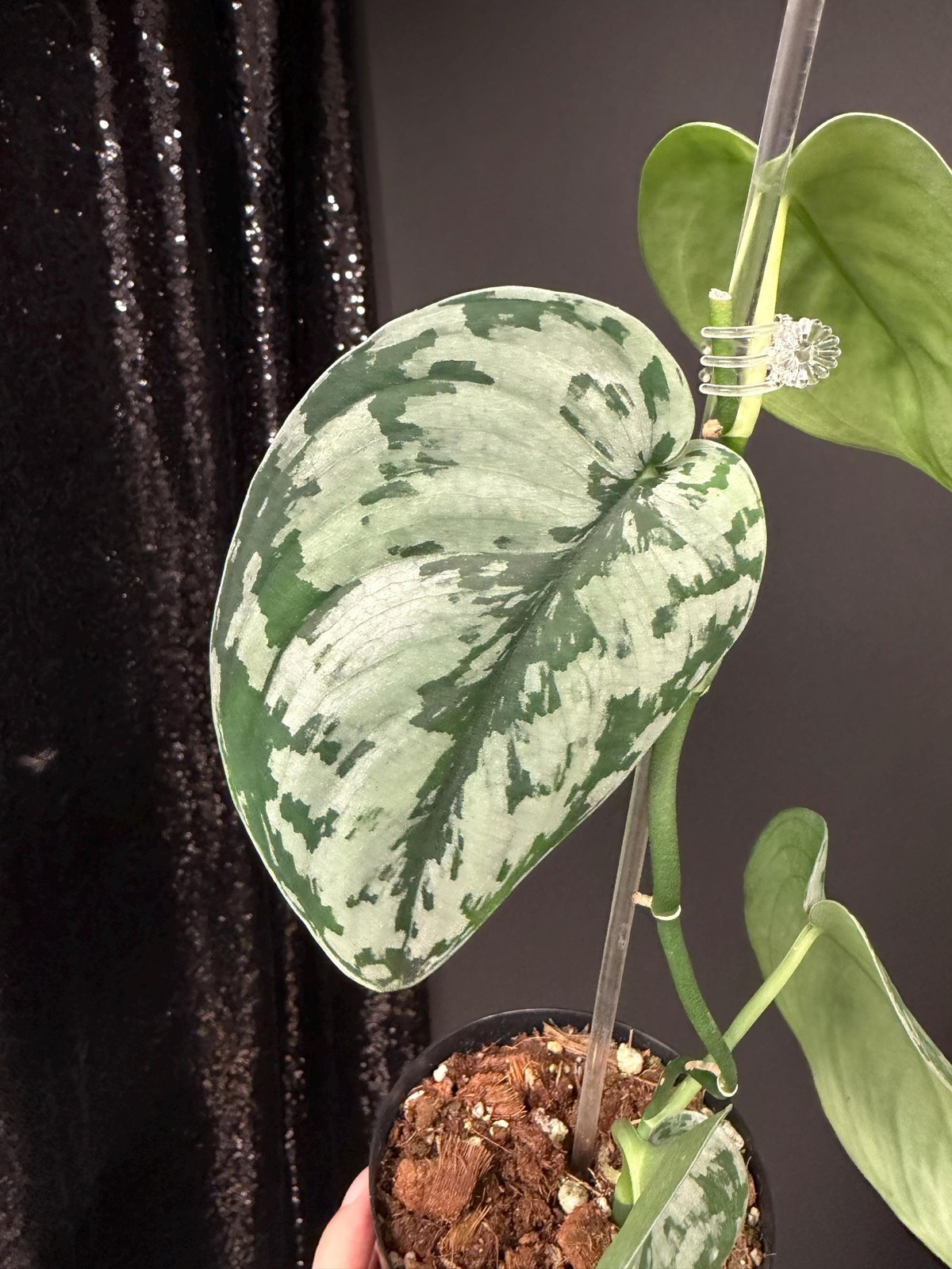 Scindapsus Army, Dark Green Leaf, US Seller