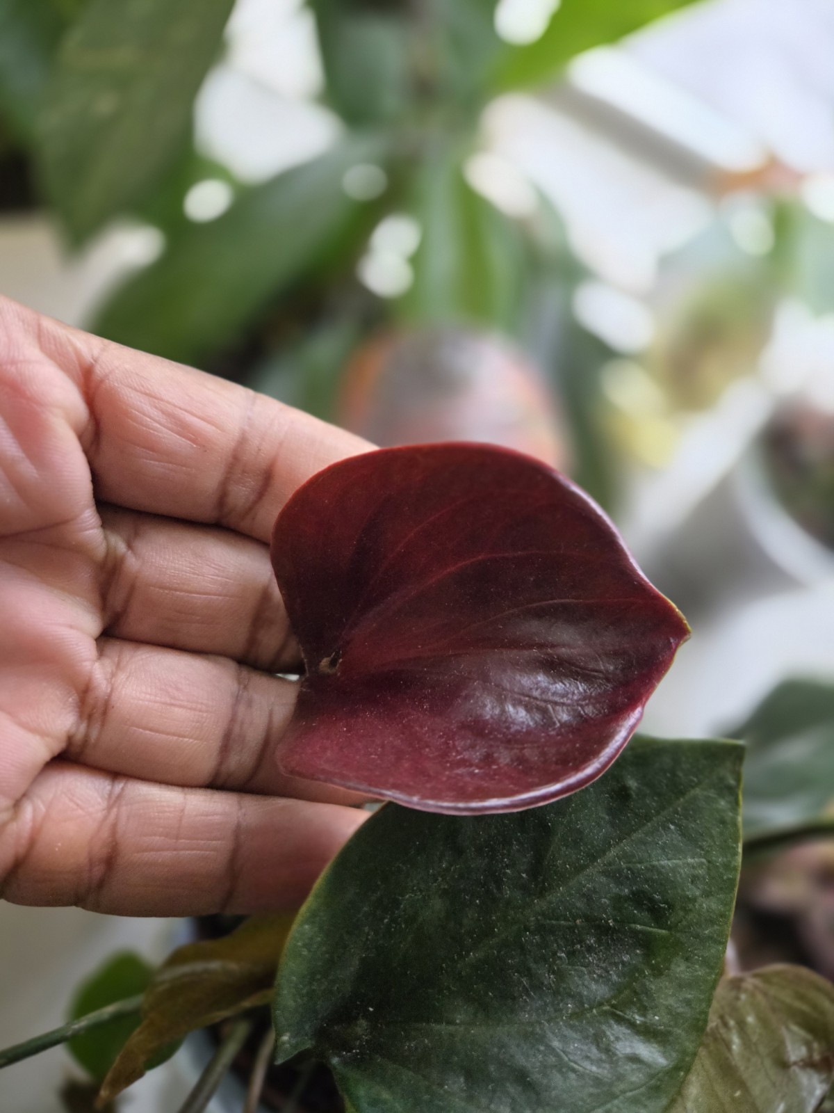 Anthurium Ace Of Hearts Rare Plant