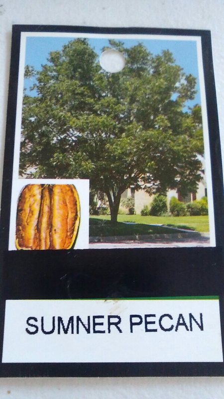 SUMNER PECAN TREE Shade Trees Live Healthy Plant Large Pecans Nuts Wood Garden