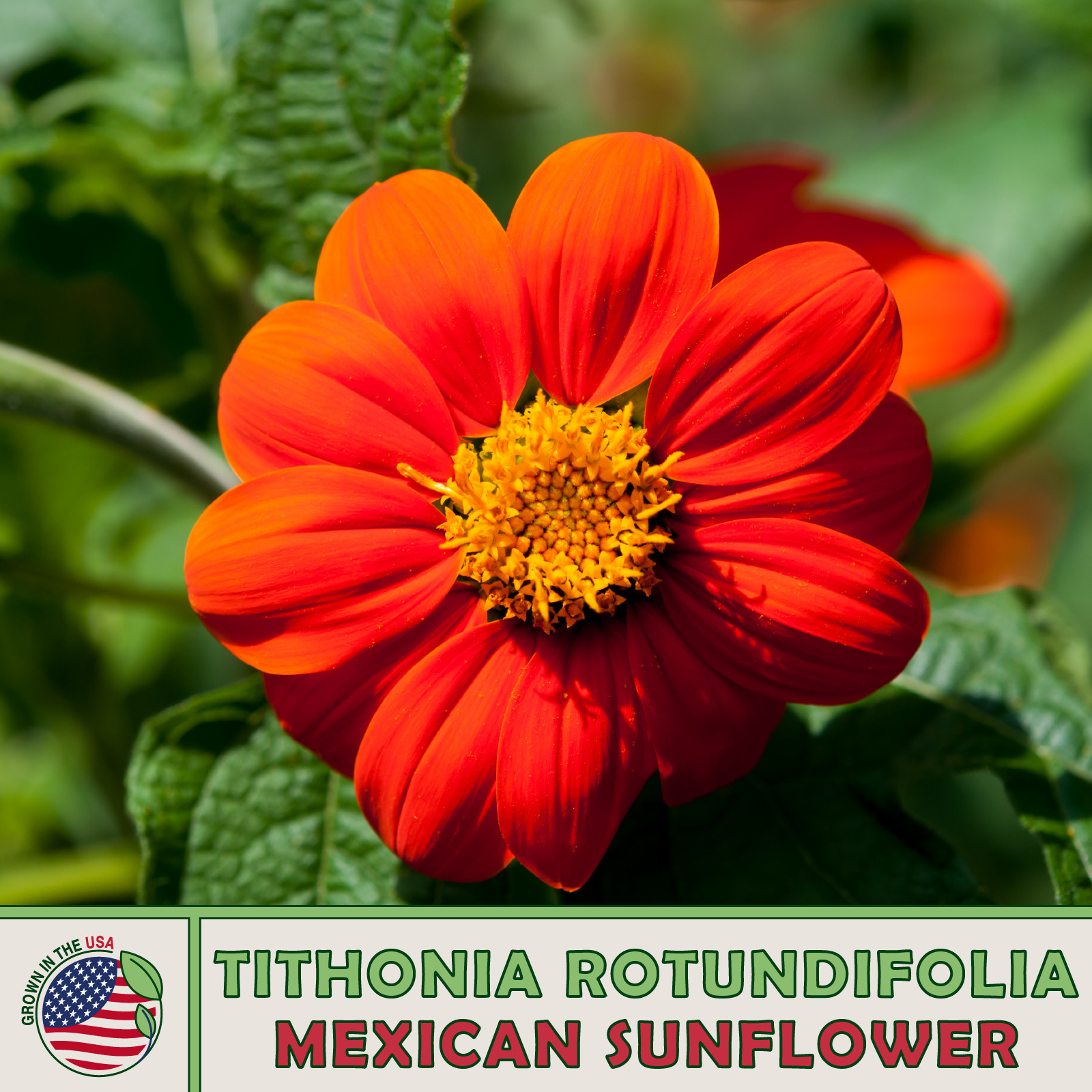 50 Mexican Sunflower Seeds, Tithonia rotundifolia, Bee & Hummingbird Attractor