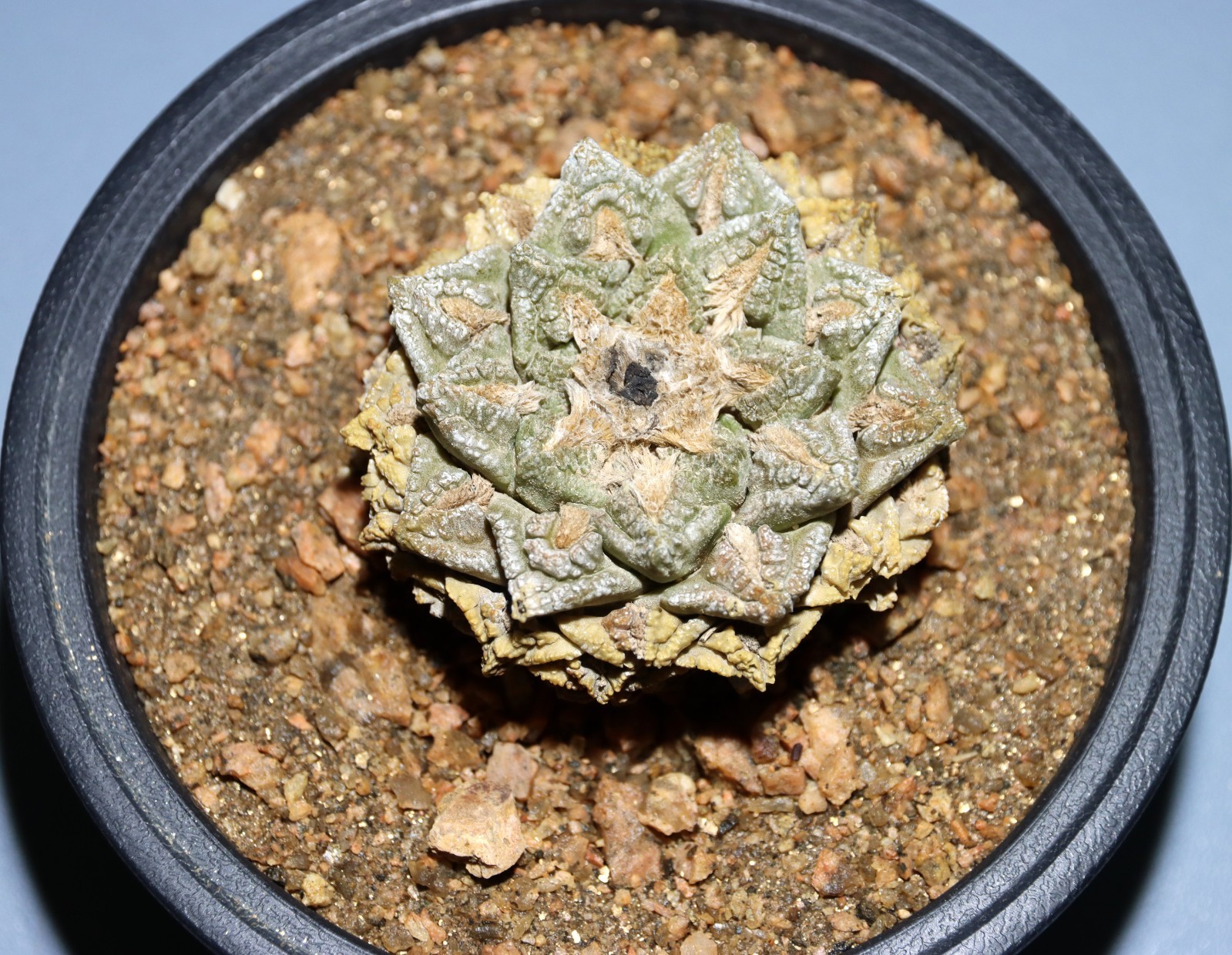CACTUS ARIO-FISSUS SHOWN IN 6″ POT