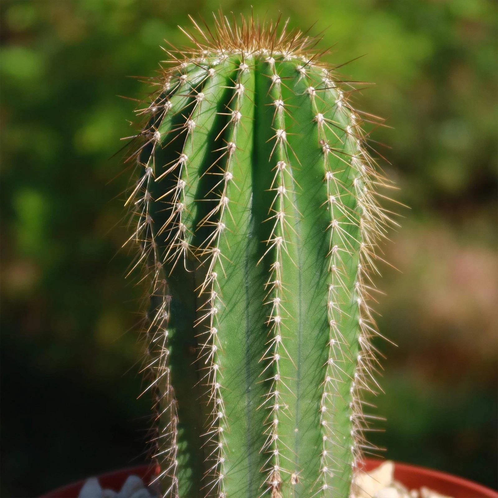 Neobuxbaumia polylopha Starter Plants Rare Columnar Cacti Succulent Live Plant