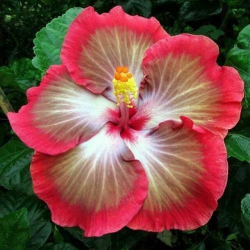 20 White Pink Red Hibiscus Seeds Flower Seed Flowers Perennial