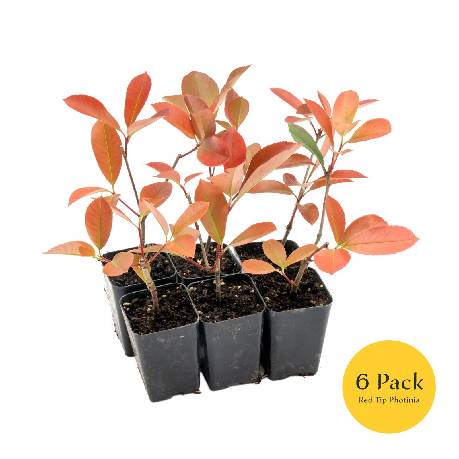 Red Tip Photinia’s, Photinia x Fraseri, Thriving in 3″ Deep Nursery Cubes