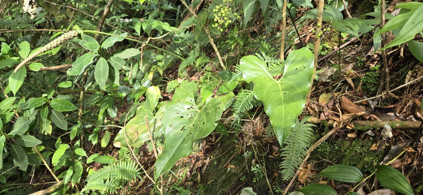 Anthurium umbrosum BL3