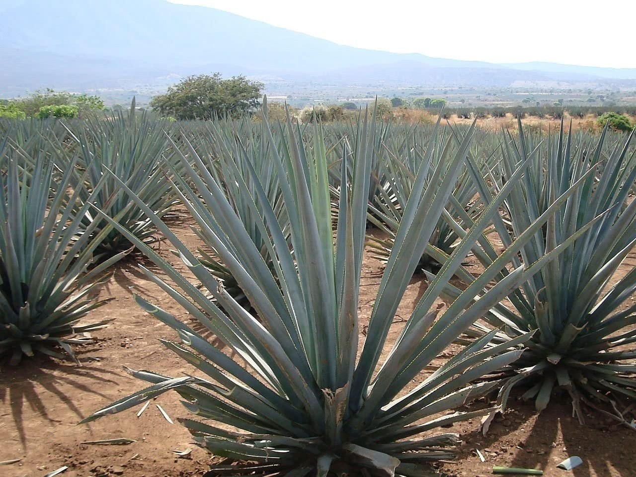 Agave Tequilana | 1 Gallon | Agave tequilana | Drought Tolerant | Succulent