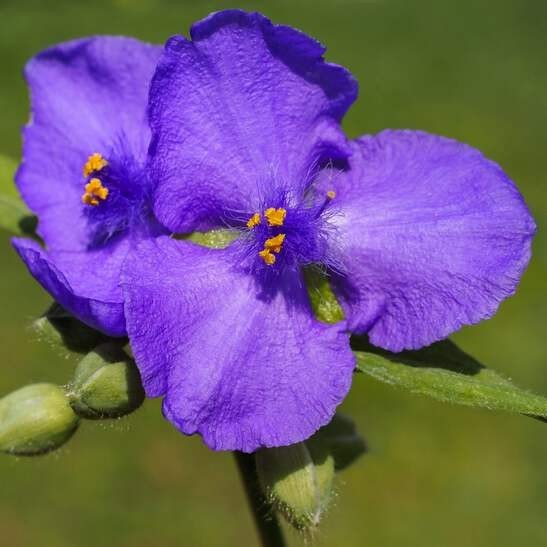 100 Spiderwort Tradescantia Plant Rhizomes Bulbs Perennial Purple Flowers