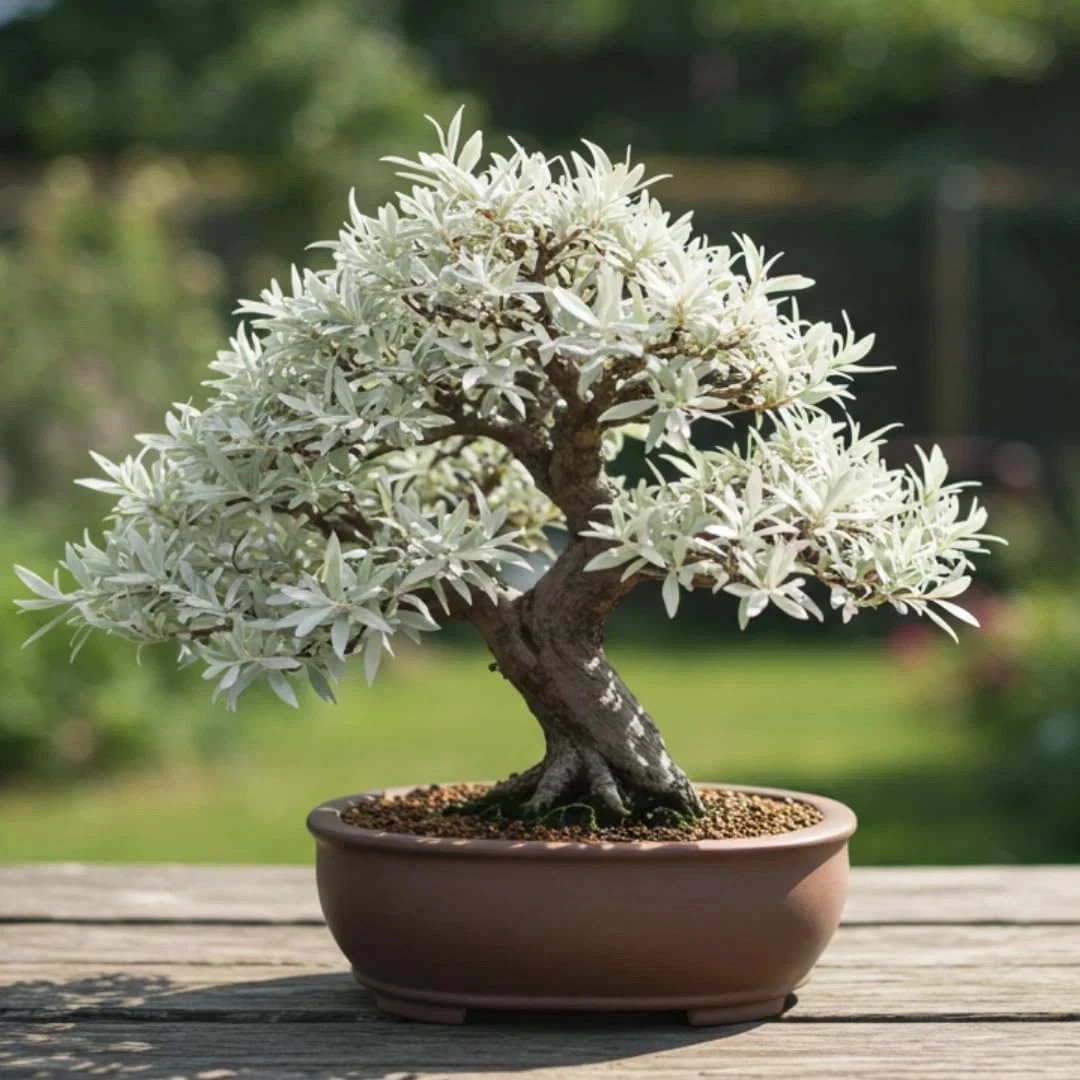Live Dwarf White Willow Bonsai Tree – Stunning Silvery-Green Leaves FREE SHIP…
