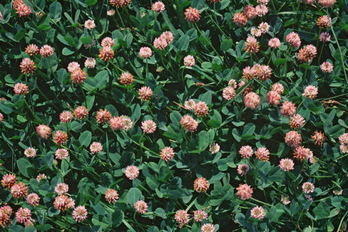 2000 Strawberry Clover Seeds Fresh Seed