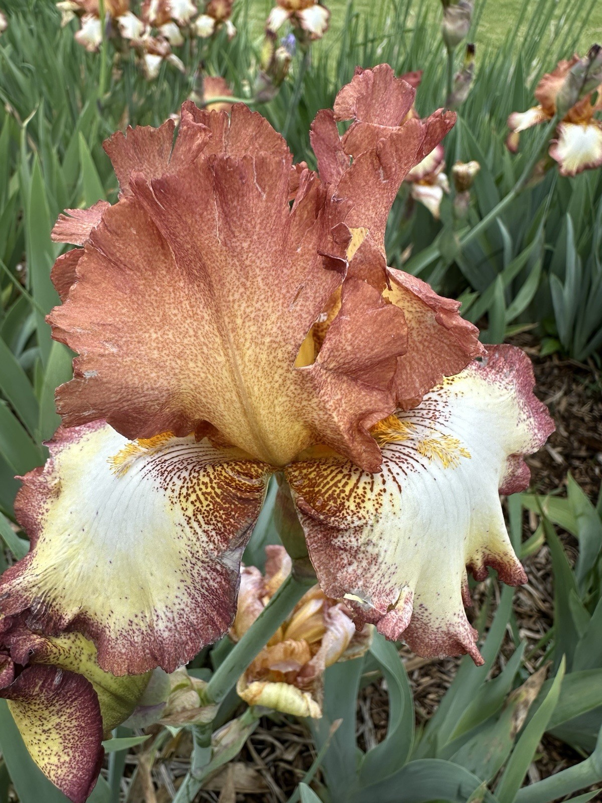 (3) CORAL TALL BEARDED IRIS RHIZOME EYE CATCHING SPRING FLOWERS GARDEN PLANTS