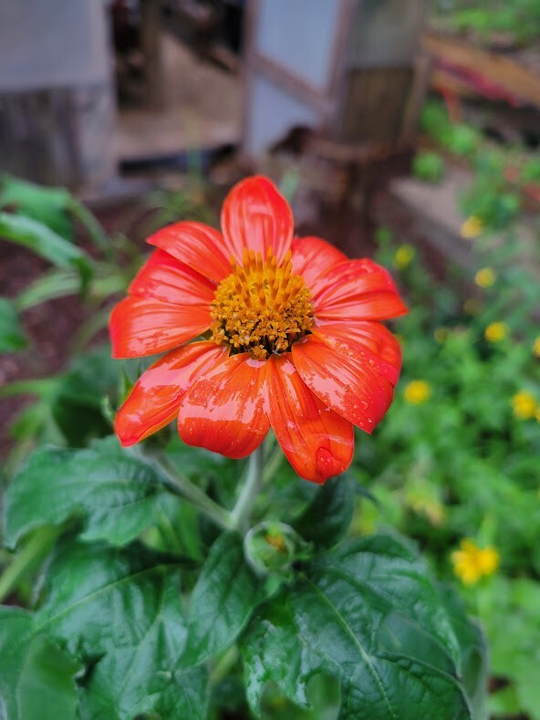 MEXICAN SUNFLOWER Seeds Bees Butterflies Hummingbirds LOVE THEM! Pollinators