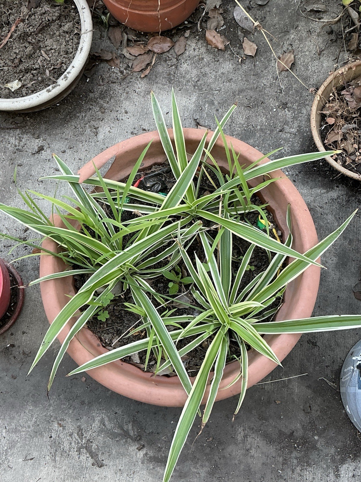 Lot Of 3 Spider Airplane Plants, 10” Tall With Roots, Rooted