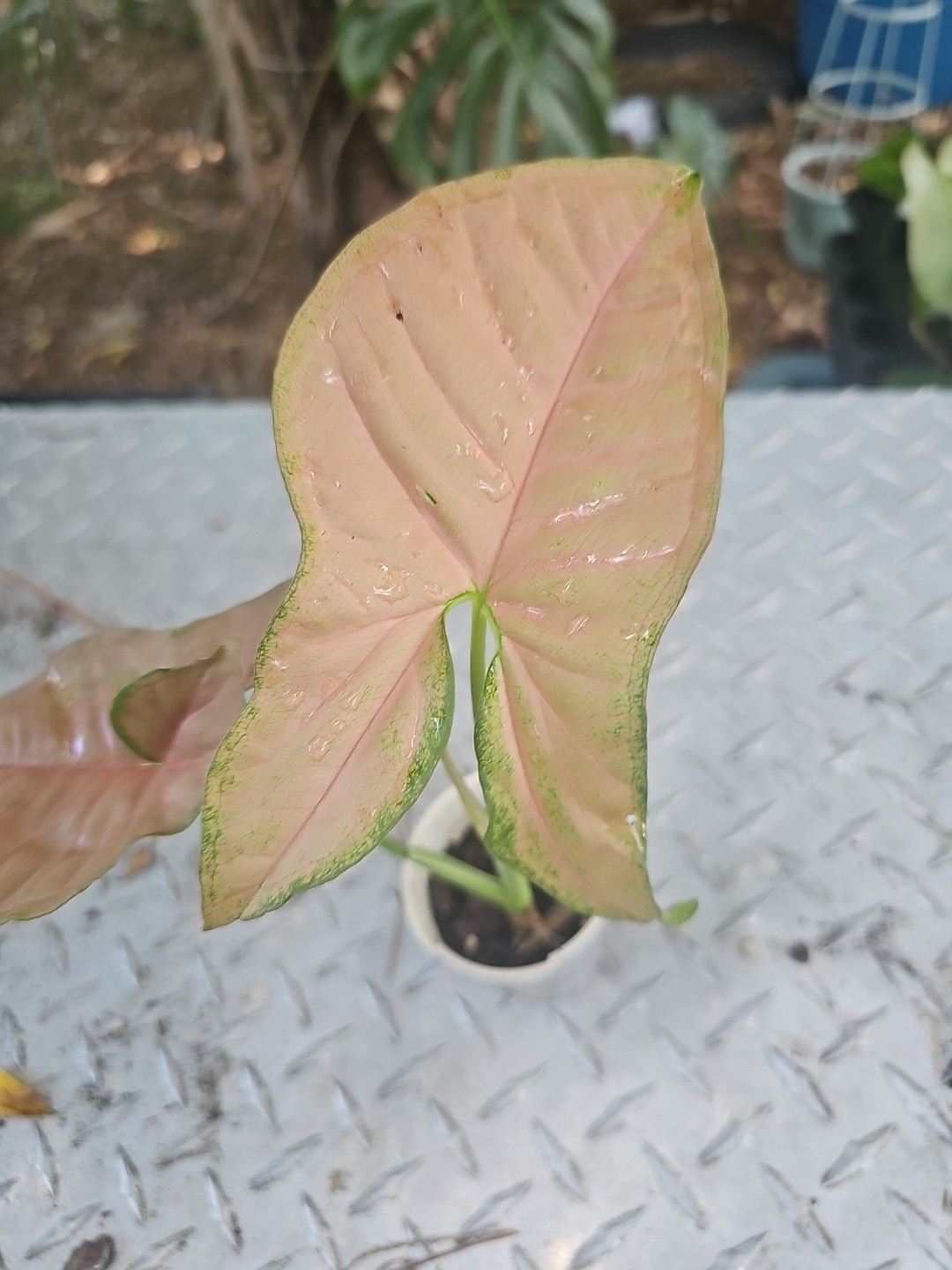 Syngonium pink Red Green Podophyllum Arrowhead Plant Fully Rooted 2.5″ Pot