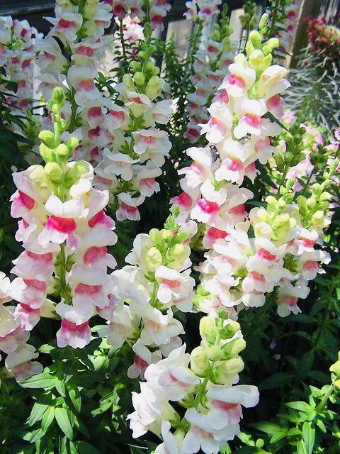 BOGO 1/2 OFF SNAPDRAGON APPLE BLOSSOM BOUQUET FLOWER SEED NONGMO FRESH HARVEST