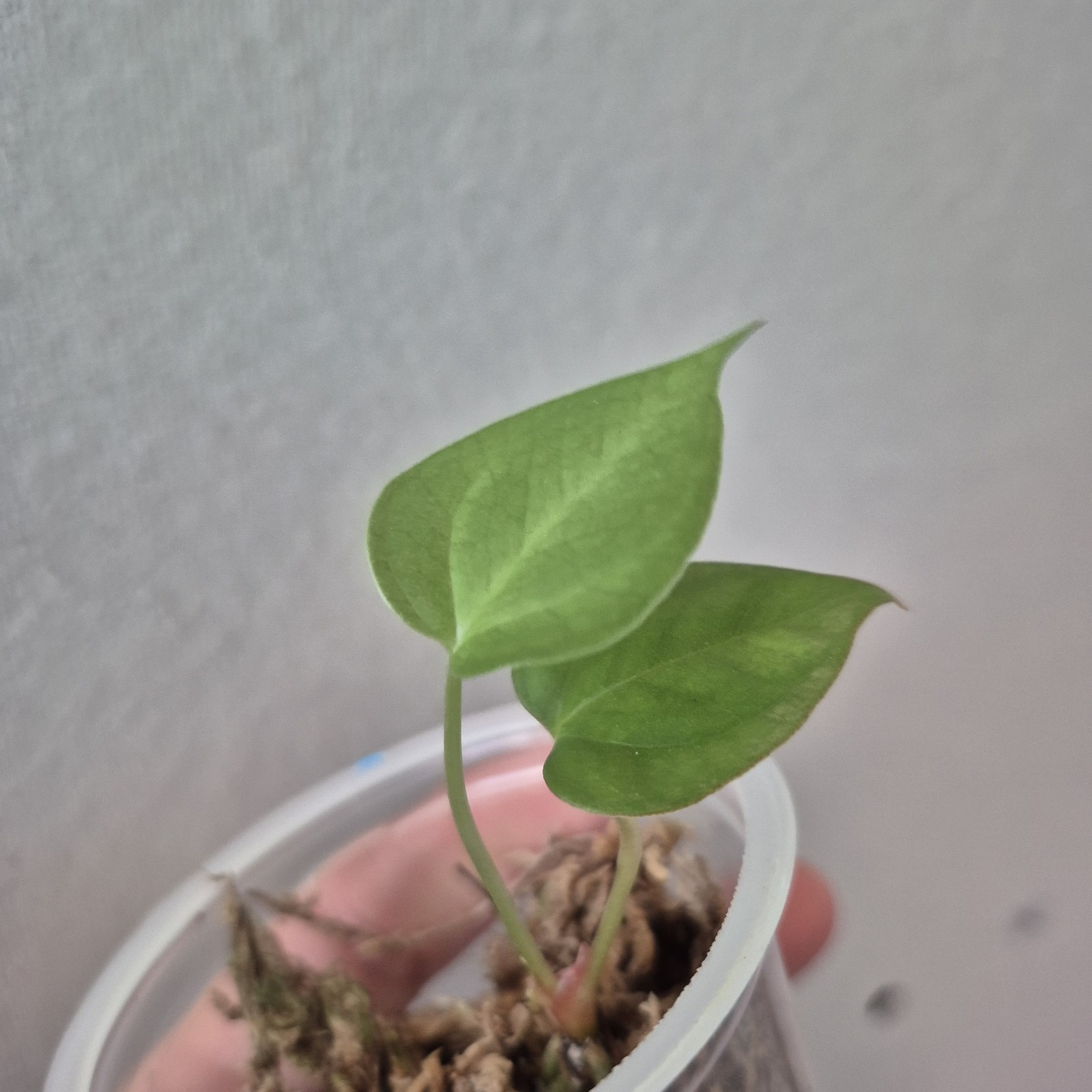 ANTHURIUM Magnificum X Open Seedling Rare