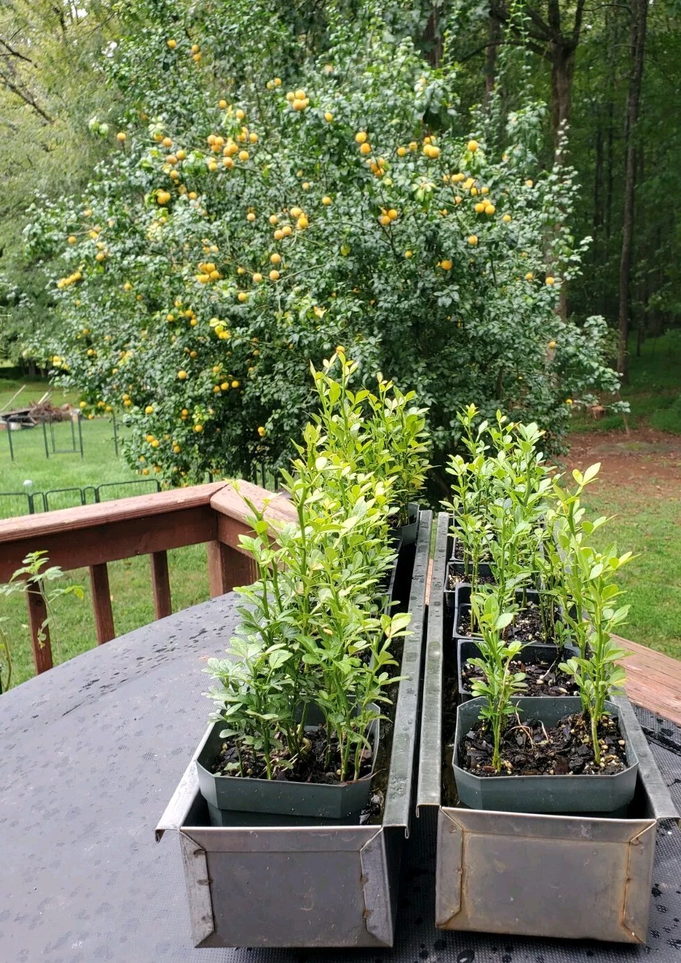 Poncirus Trifoliata Citrus Trifoliate Oranges (15 Ct) Year 1 Seedlings 4-6″ 🍊