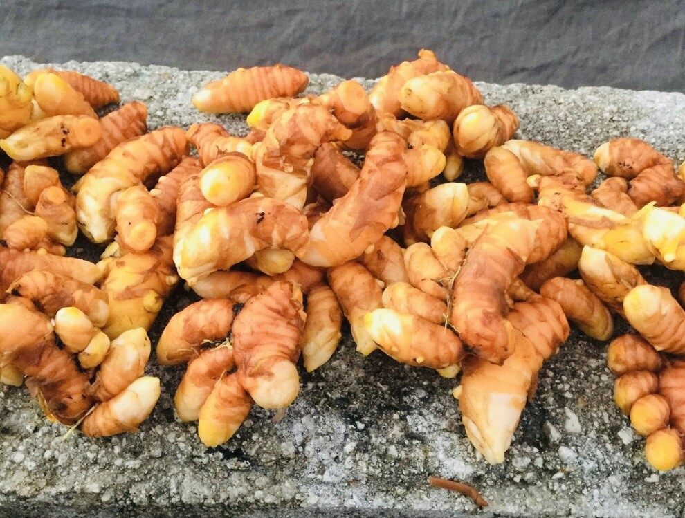 12 PIECE TURMERIC BULB FRESH HARVEST HOME GROWN FREE SHIPPING