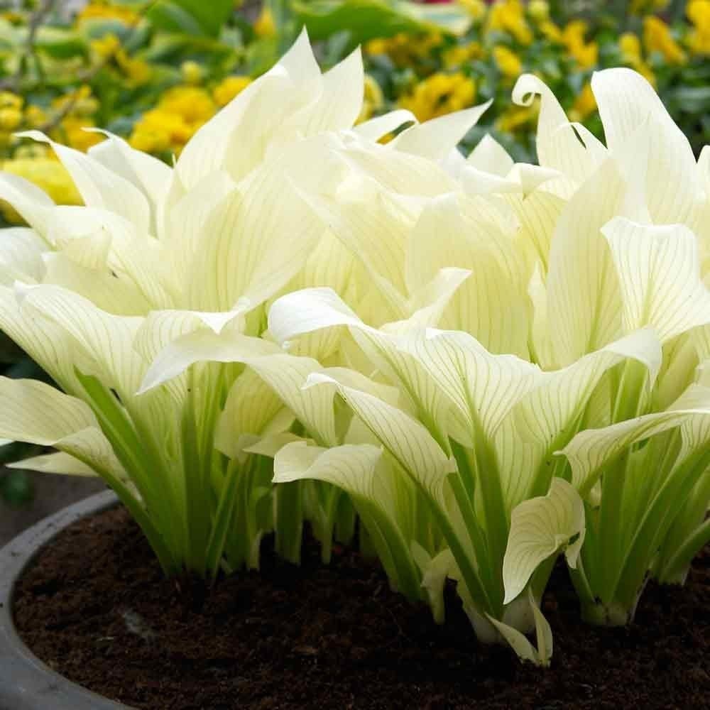 White Feather Hosta Root – Unique Perennial that Blooms in Spring/Summer