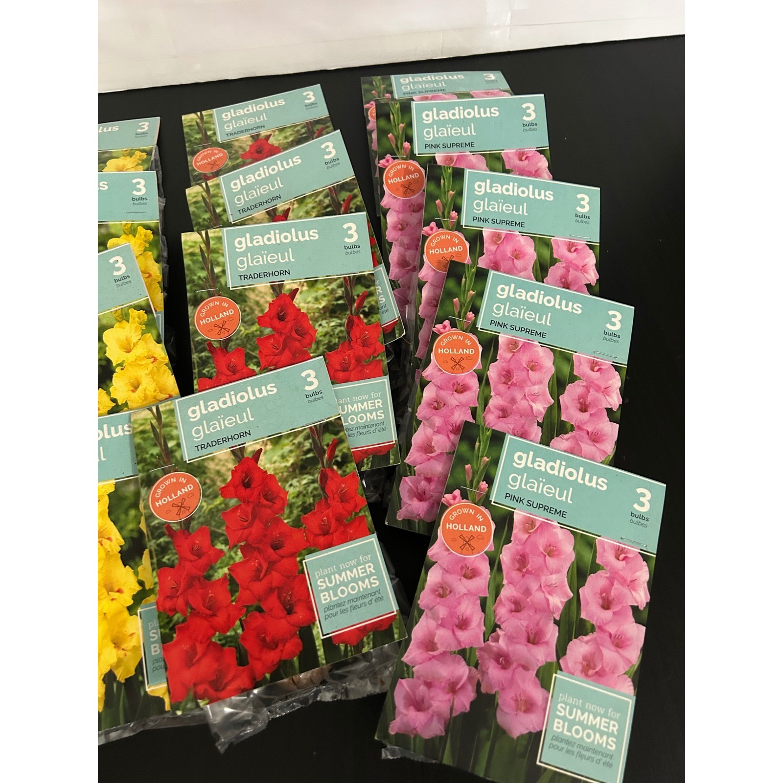 Flower Bulbs x 12 Summer Bulk Gladiolus Jester Traderhorn Pink Supreme Holland
