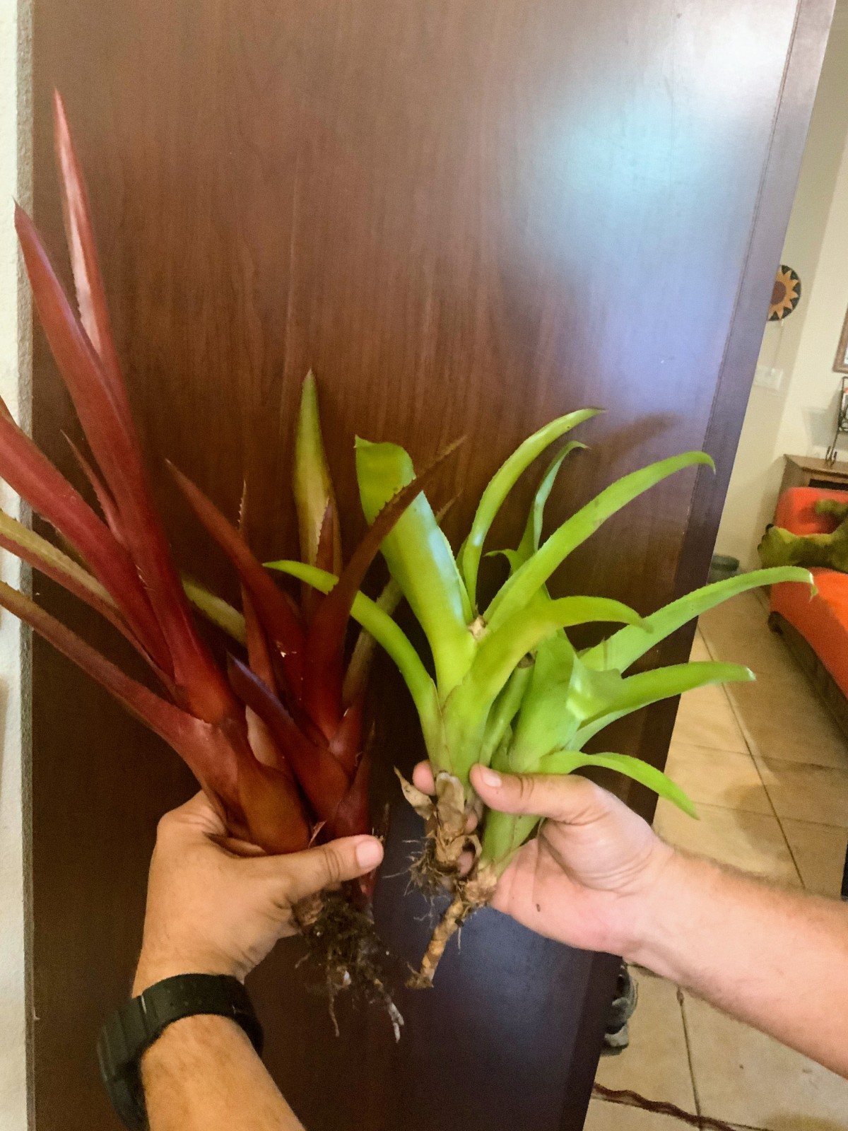 4 Bromeliad Pups – 2 Aechmea ‘Burgundy’ – 2 Aechmea pyramidalis ‘Flaming Torch’