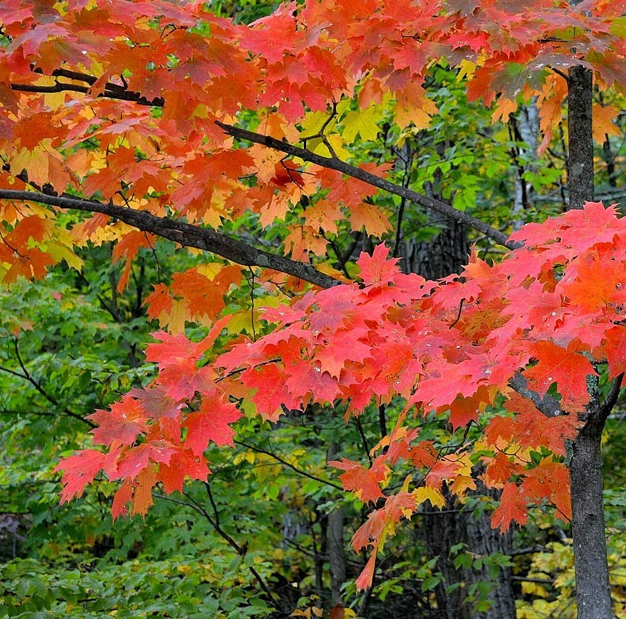 Sugar Maple Live Tree – 18-28″ Tall – 1gal Pot – Deciduous Tree for Landscape