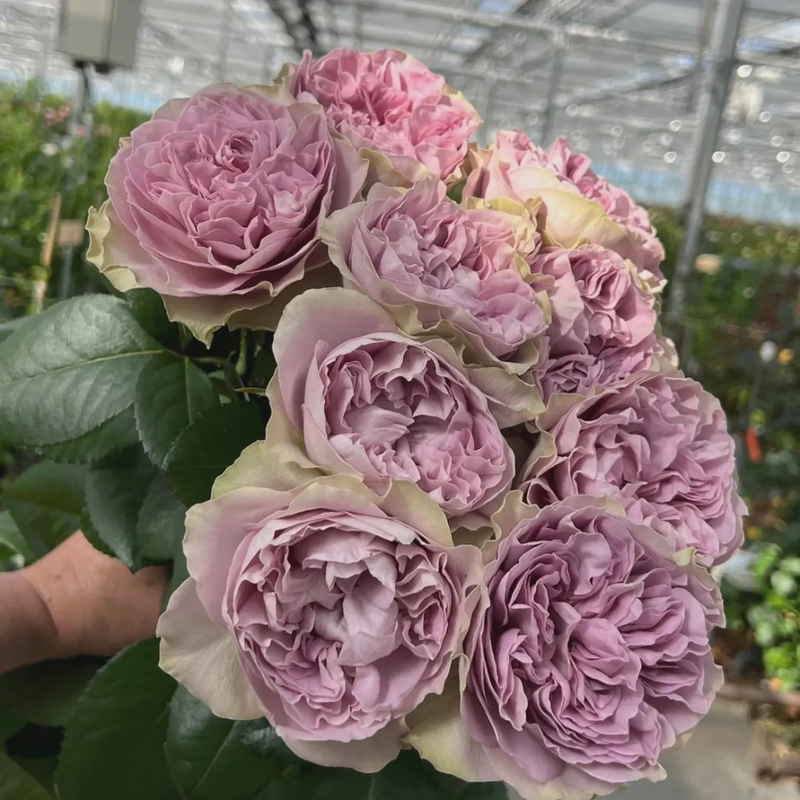 Live Bare Root Rose Plant – Premium Garden Variety, Fragrant Blooms New