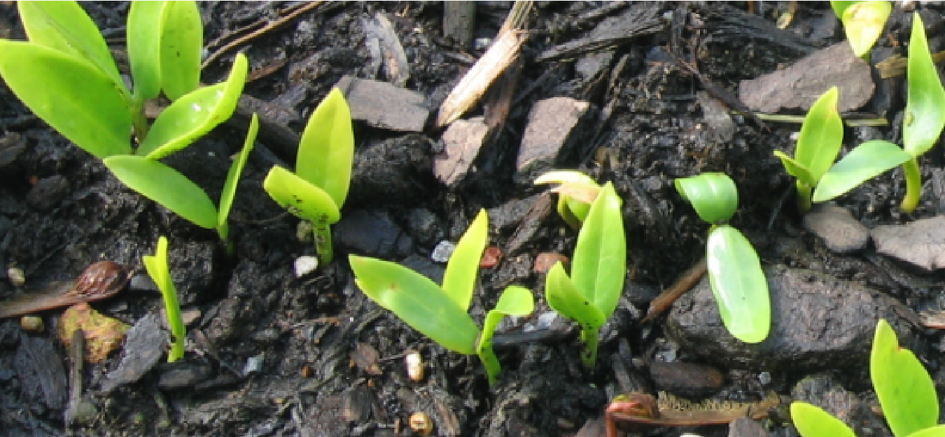 Malabar Spinach 100 Organic Seeds (green stem) Delicious Basella alba