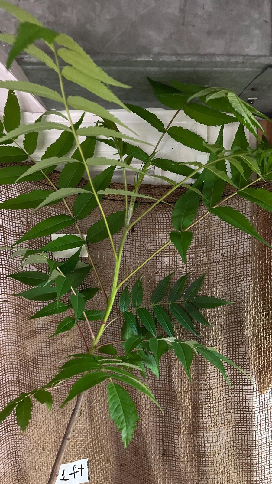 Staghorn sumac 1-2 year old, Pink lemonade plant!! Bare root