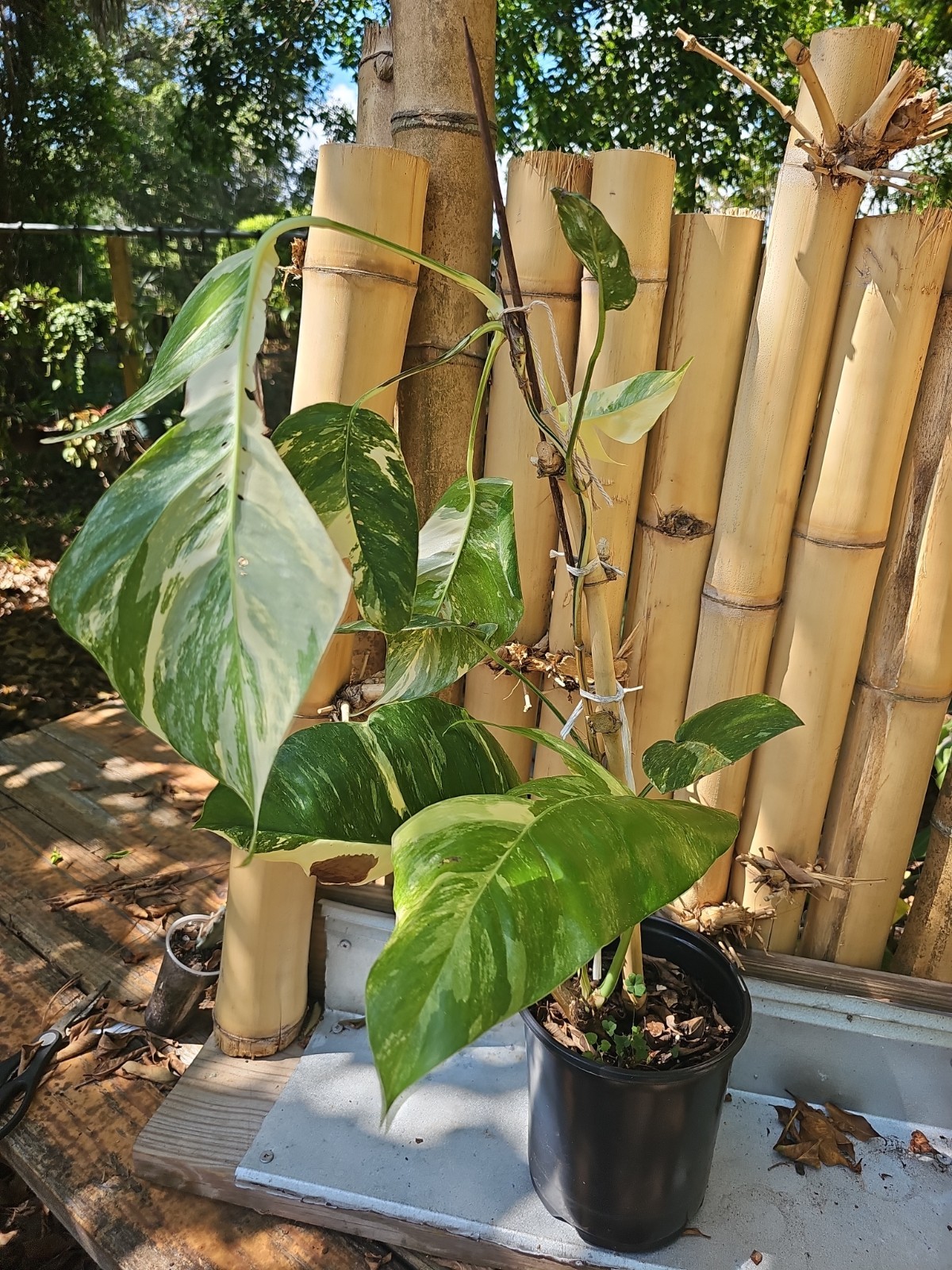 XXL MATURE Epipremnum Pinnatum Albo Variegated Fully Rooted Live Plant