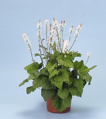 Tiarella wherryi Silverado 250 seeds