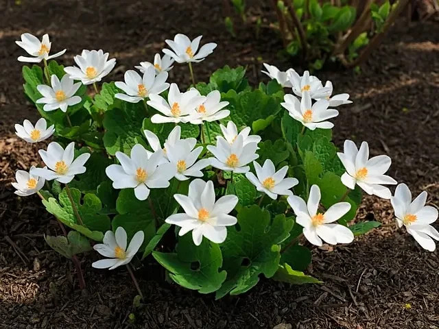 Blood Root – (Sanguinaria Canadensis) Perennial Bare Root