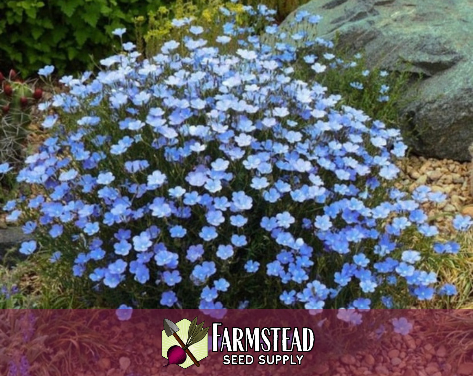 2,000+ Blue Flax Seeds | Flower Gardening, Perennial Wildflower Plant, Linseed