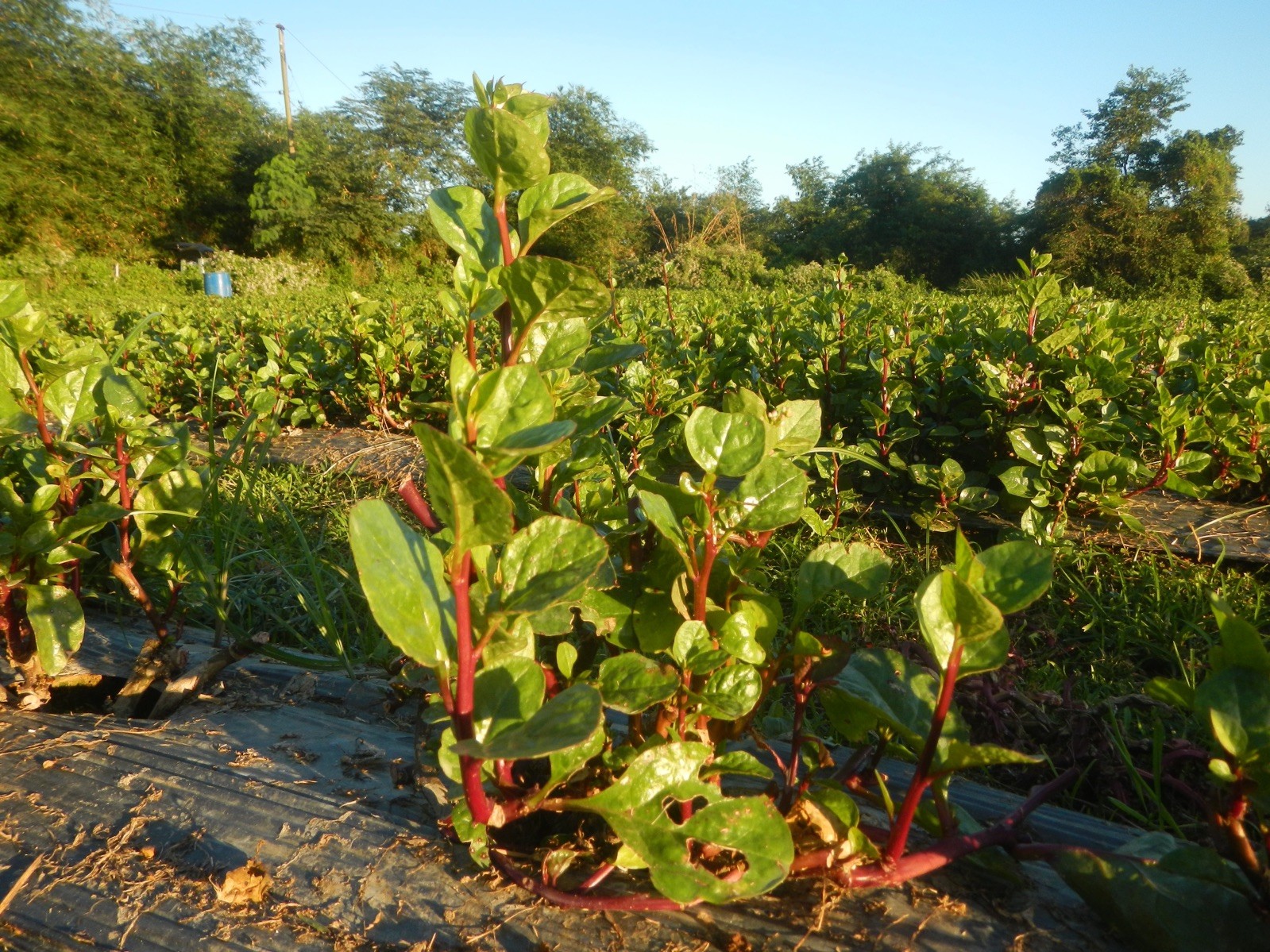 Basella rubra 40 Seeds – Red Malabar Spinach
