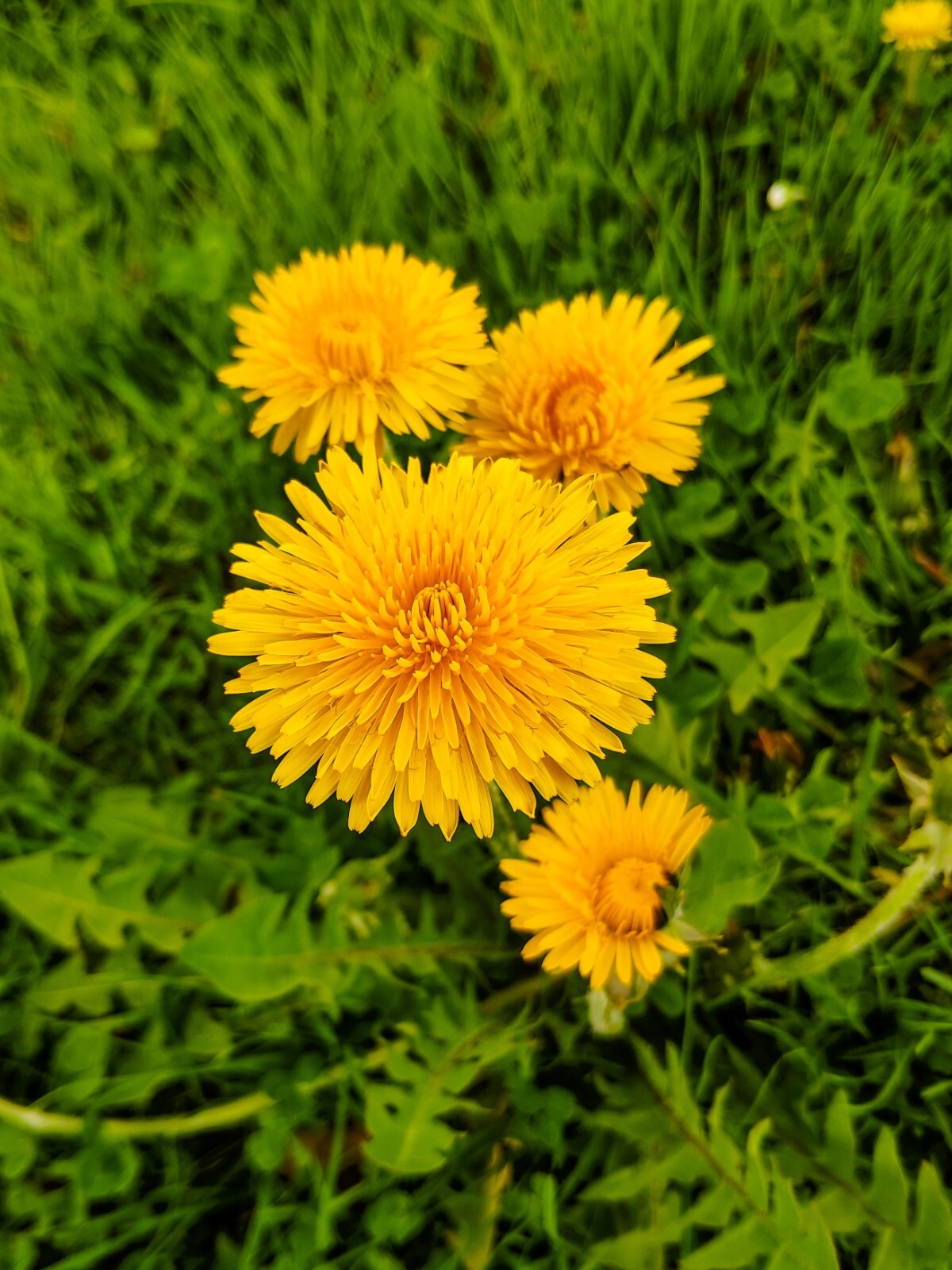 300+ Dandelion Seeds (Taraxacum officinale). Freshly harvested in 2023