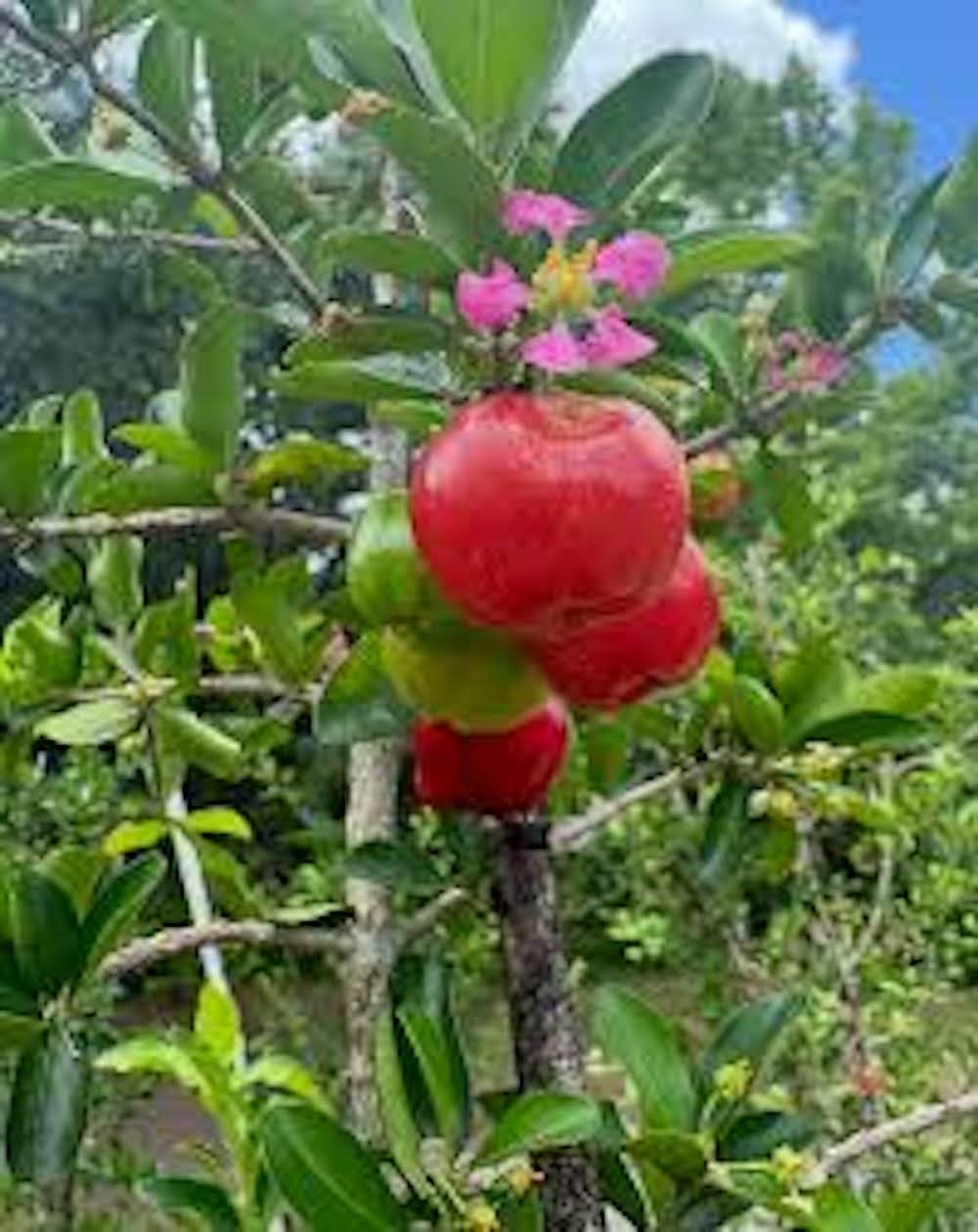5 Barbados Cherry Tree Malpighia Emarginata Starter Plant