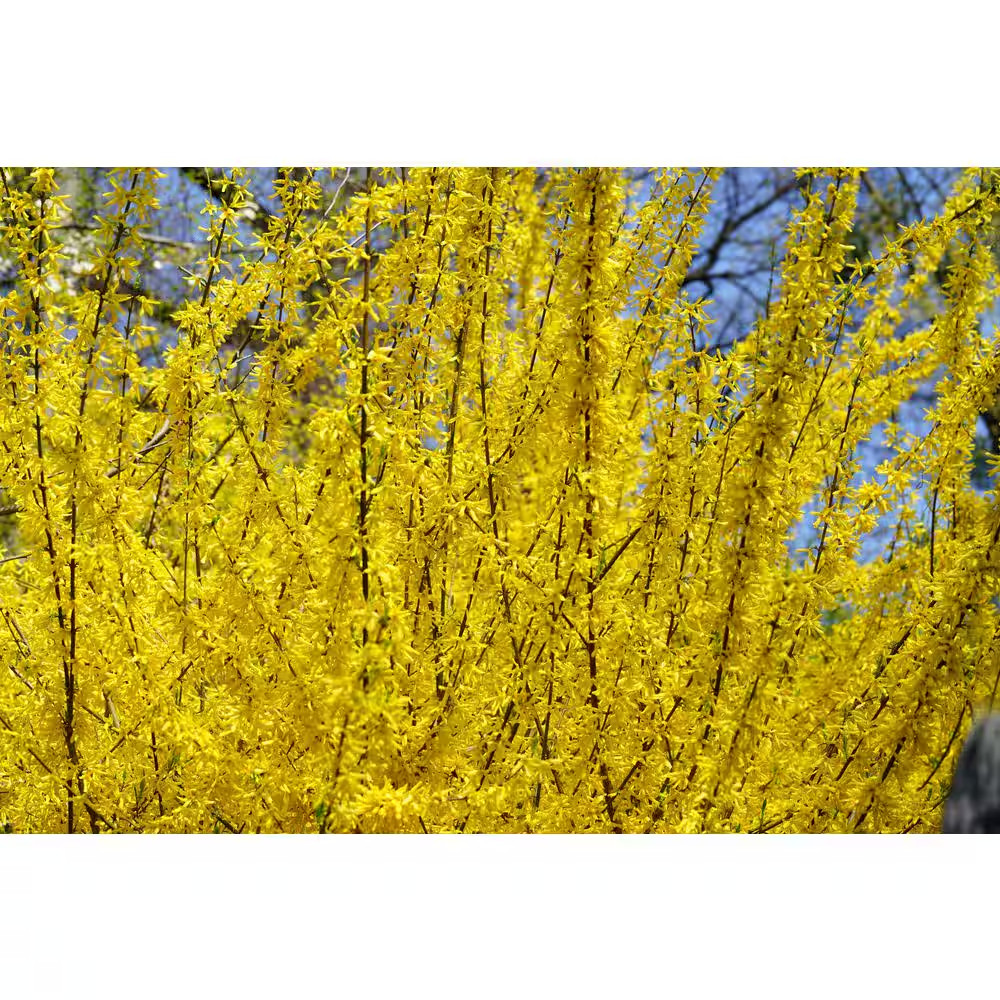 1 Gal. Forsythia Lynwood Gold Live Shrub (1-Pack)
