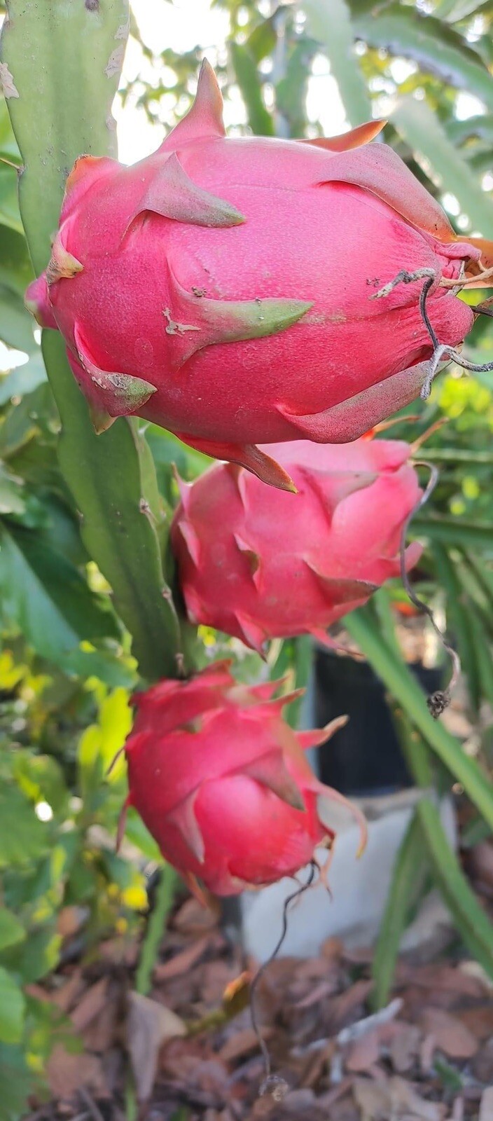 5 Rare DRAGON FRUIT CUTTING 8-12 Inches Check Description
